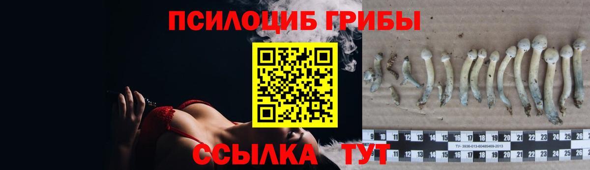 Псилоцибиновые грибы прущие грибы  Вход с VPN  Десногорск  Галлюциногенные грибы Psilocybe 